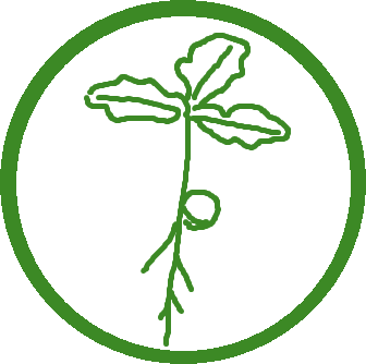 Oak Seedling representing Grace to Grow - Stare Academy